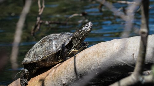 Neozoen: Invasive Schildkröten erobern das Ländle