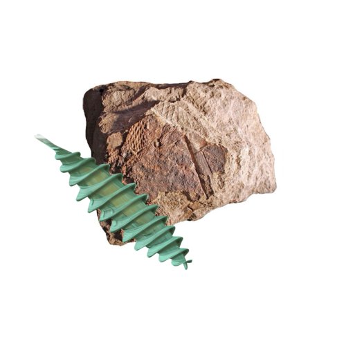 Fossil des Jahres 2025 – Fayolia sterzeliana