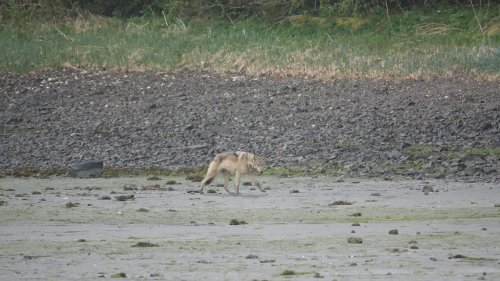 Hungrige Wölfe in Alaska: Erst die Hirsche, dann die Seeotter