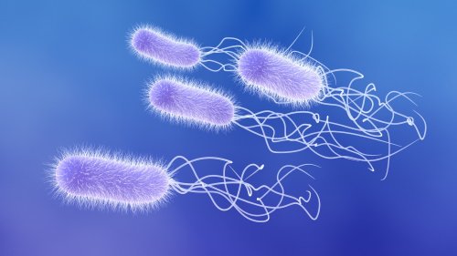 Bakterium bekämpft Krankheitserreger mit chemischen Bomben