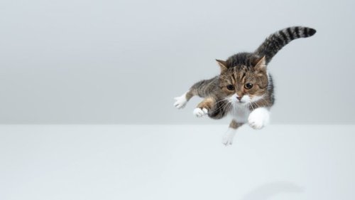 Wie Katzen die Gesetze der Physik austricksen