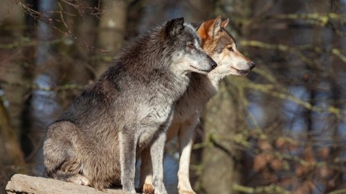 Hunde-Ursprung: Im Hund stecken zwei Wölfe