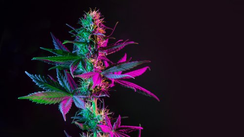 Die Bilanz nach einem Jahr Cannabis-Legalisierung