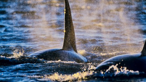 Fressfeinde: Erstmals Schwertwaljagd auf Weiße Haie gefilmt