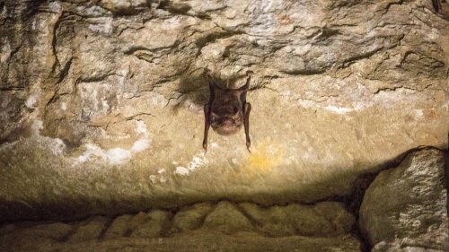 Fledermäuse und Viren: Nächster Verwandter von Sars-CoV-2 gefunden