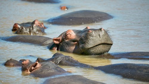 Mikrobiom: Flusspferde verwandeln Tümpel in erweiterten Darm