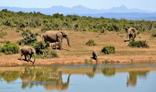 The Best Safari in Africa: 3 Things You Should Look For