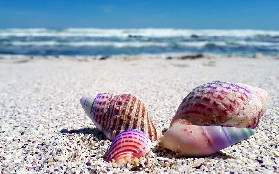 Why You Shouldn't Buy Seashells or Take Them From the Beach