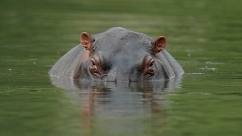 Flusspferde aus Privatzoo: Pablo Escobars »Kokain-Hippos« vermehren sich rasch