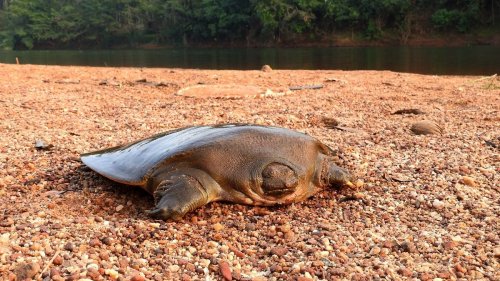 Vom Aussterben bedroht: Seltene Schildkröte in Indien entdeckt