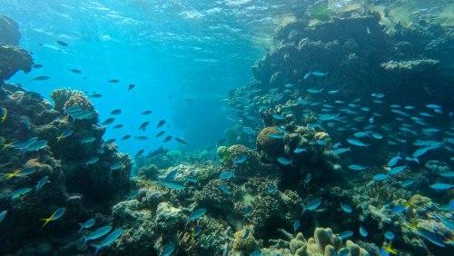 Bericht der Vereinten Nationen: Great Barrier Reef soll »gefährdetes Welterbe« werden