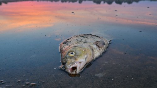 Grünes Gift: Wie die Aufklärung des Oder-Fischsterbens zu scheitern droht
