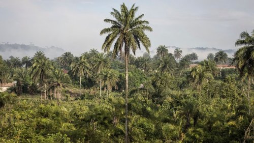 Scheich kauft in großem Stil afrikanische Wälder auf 