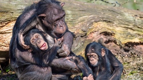 Wild und glücklich – warum Schimpansenbabys stabile Beziehungen zu ihren Müttern haben 