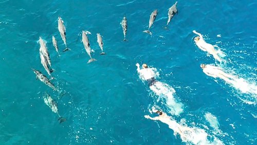 Vorfall auf Hawaii: 33 Schwimmer sollen Delfine »aggressiv« verfolgt haben