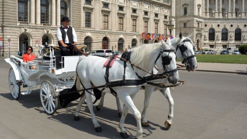 Berühmte Wiener Pferdekutschen: Tierschutzminister plädiert für Fiaker-Verbot
