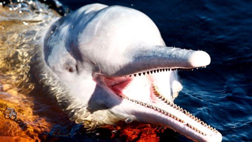Dürre in Brasilien: Mehr als 100 Delfine treiben tot im Amazonas