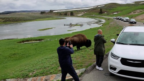 Touristen-Selfies in US-Nationalparks: Was tun, wenn man einen Bären trifft?