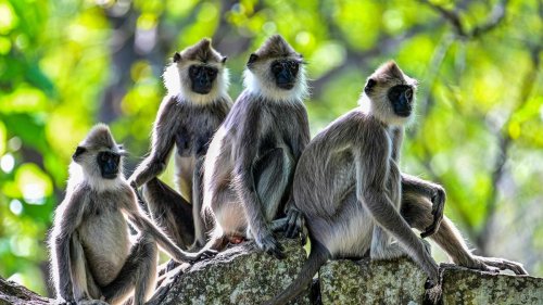 Sri Lanka beginnt »Volkszählung« für gefräßige Affen, Hörnchen und Pfauen 