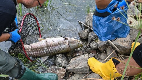 Umweltdesaster in der Oder: Polen setzt für Aufklärung des Fischsterbens hohe Belohnung aus