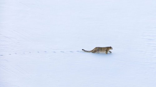 Vier Schneeleoparden versetzen Naturschützer in Aufregung 