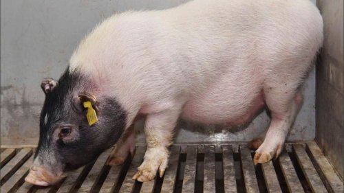 Schweineleber erstmals in Menschen transplantiert 