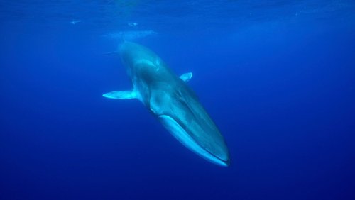 »Dark Fibre«: Untersee-Internetkabel finden Wale