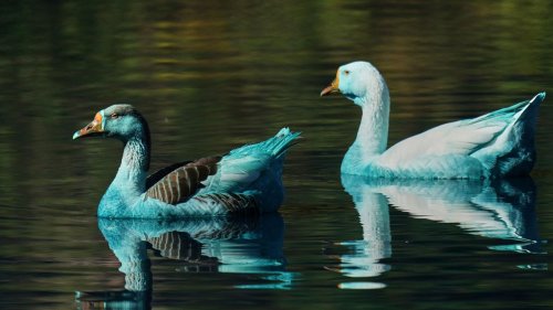 Tote Fische und blaue Enten 