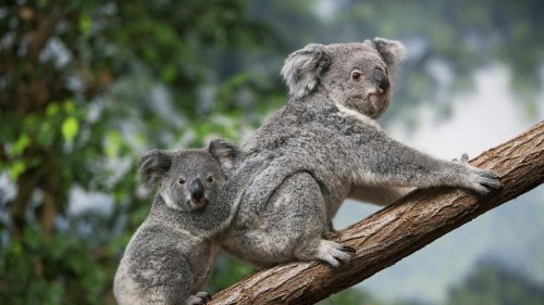 Australische Regierung nach Tötung von 700 Koalas in der Kritik 