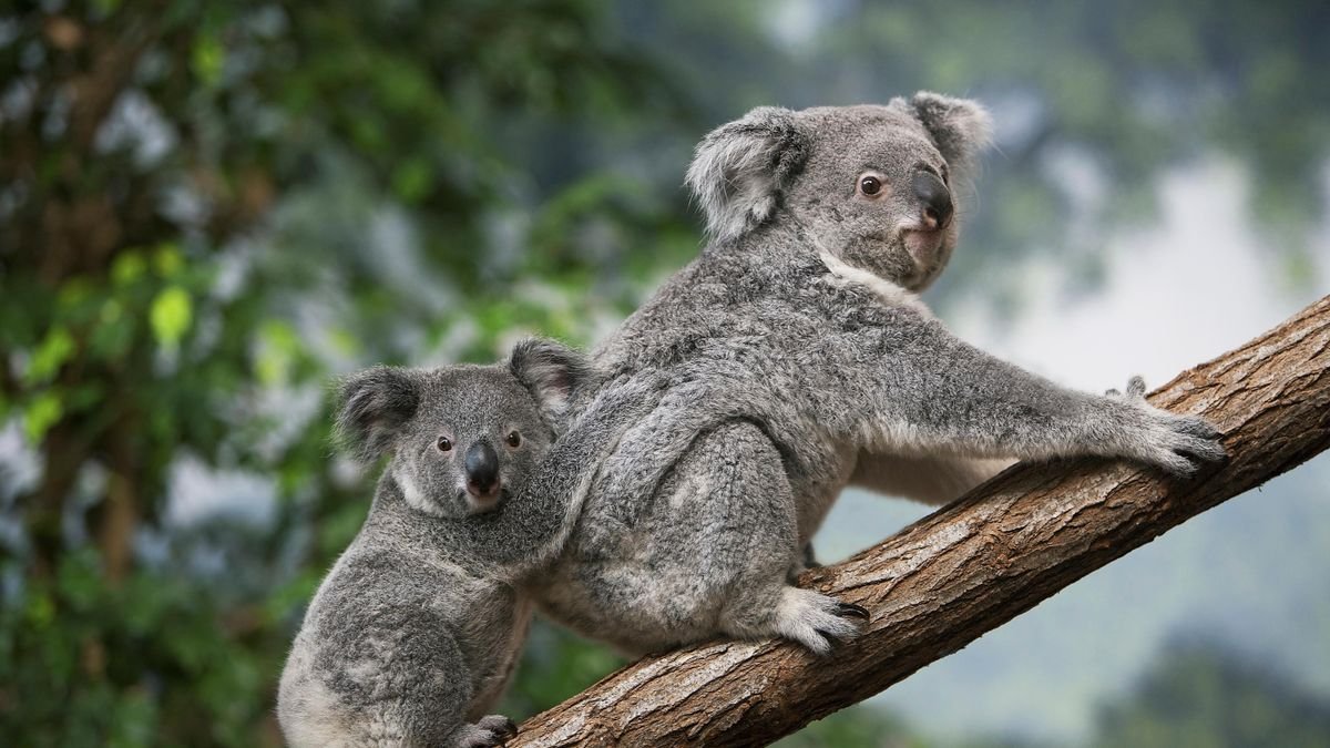 Australische Regierung nach Tötung von 700 Koalas in der Kritik