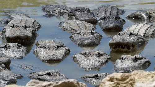 Mann bricht in Alligatoren-Farm ein und badet mit Krokodilen 
