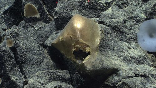 »Goldenes Ei« im Pazifik: »Vielleicht stellt sich das als große Entdeckung der Wissenschaft heraus...«
