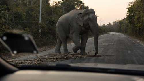 Konflikt zwischen Mensch und Tier in Thailand: Der Elefant im Raum