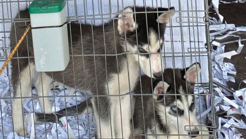 Auf dem Weg nach Südeuropa: Polizei beschlagnahmt 72 Hundewelpen in Kleintransporter