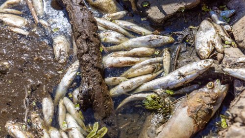 Umweltkatastrophe in der Oder: »Keiner weiß, was in den toten Fischen drin ist«