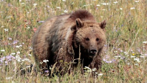 Nationalpark in Kanada: Bergziege tötet Grizzlybärin