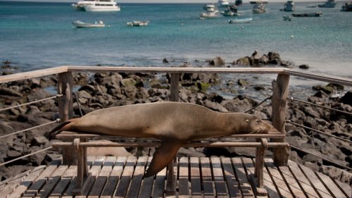 Teurer Archipel: So reisen Sie möglichst günstig auf die Galápagos-Inseln