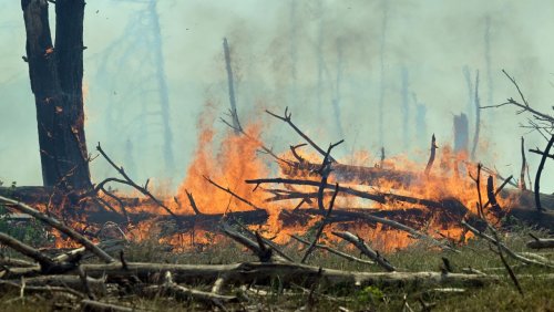 Waldbrand bei Jüterbog: »Wir rechnen nicht mit einem schnellen Ende«
