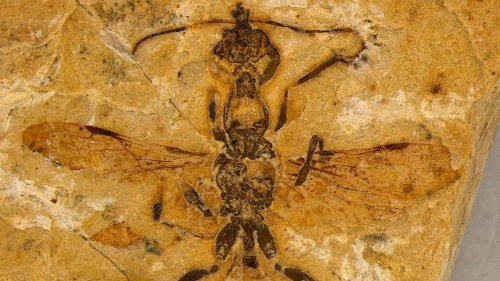 Höllenameise lebte vor 113 Millionen Jahren in Brasilien 