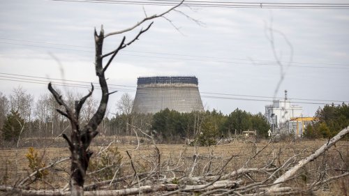Kontaminiertes Ackerland von Tschernobyl kann offenbar wieder bewirtschaftet werden 