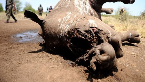 Südafrika: Passagier mit 26 Kilogramm Nashorn im Handgepäck festgenommen