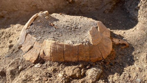 Sie starb, weil sie kein Ei legen wollte: Forscher graben fast 2000 Jahre alte Schildkröte in Pompeji aus
