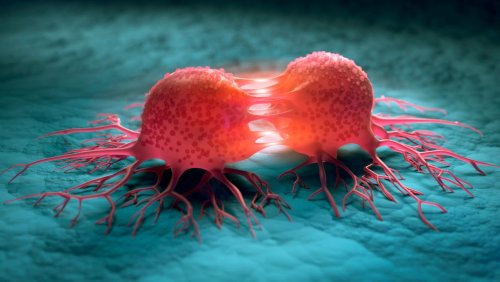 Erforschung von Krebskrankheiten: Forschende entwickeln Miniatur-Tumore
