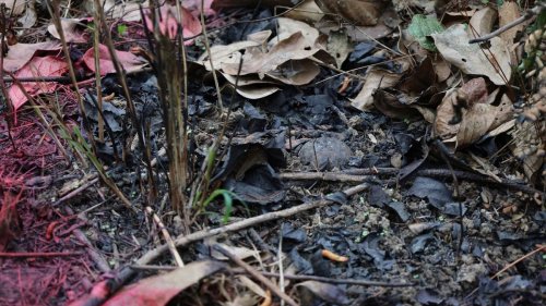 Wie der Klimawandel das Erbe von Kriegen reaktiviert 