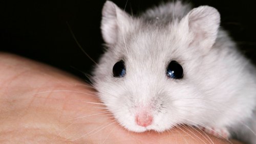 Hamster mit Covid-19 infiziert: Zum Schutz vor Corona lässt Hongkong 2000 Kleintiere töten