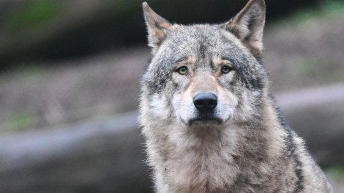 Wolf in der Stadt Halle gesichtet 