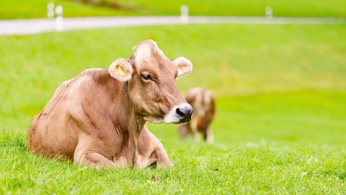 Unfall in Bayern: Landwirt von Kuh zu Tode gequetscht