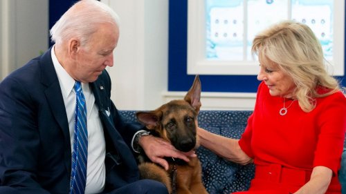 Hund des Präsidenten: Commander Biden beißt erneut Secret-Service-Mitarbeiter