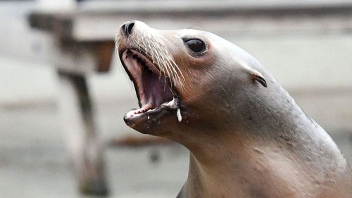Unwetter in New York: Seelöwin reißt kurzzeitig aus Gehege im Central Park aus