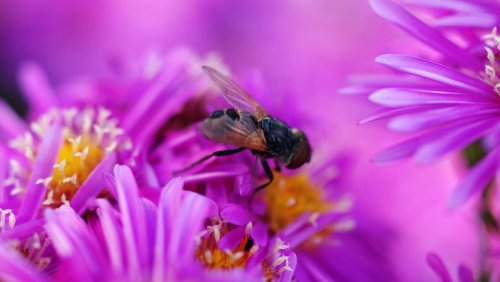 Insektensterben: »Das könnte der Durchbruch sein für eine andere Art von Landwirtschaft«